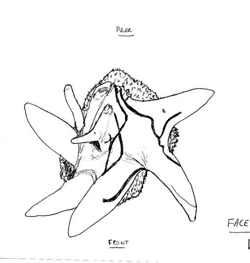 Club_Sketch_End Club_Sketch_End