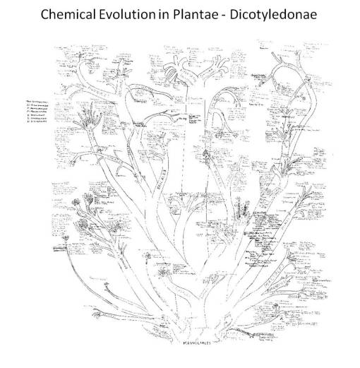 EvolutionofPlantae_Dicots