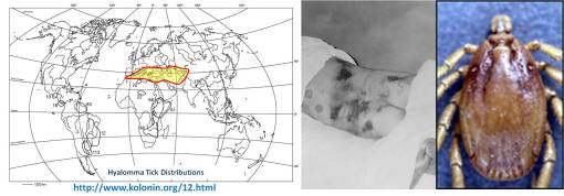HyalomaTickCrimeanCongoFever