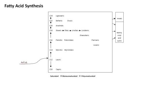 phytochem_FAsynthesisRoutes