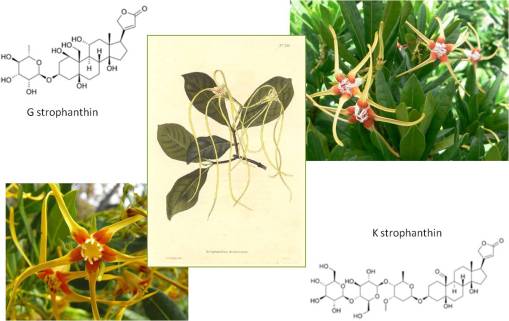 strophanthin