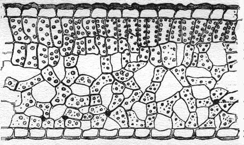 botlfsxn Cross section of plant leaf