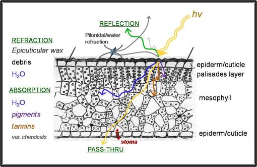 lfstructure-chem The interaction of incoming sunlight with the various structures and parts of a plant leaf
