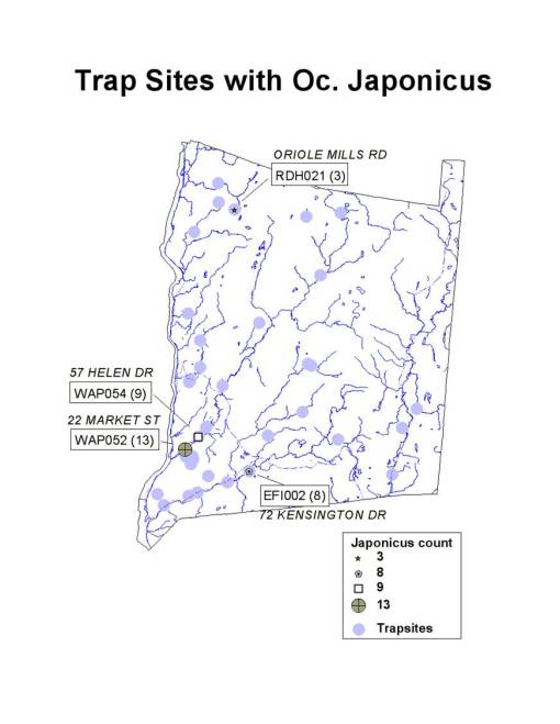 Ochlerotatus japonicus