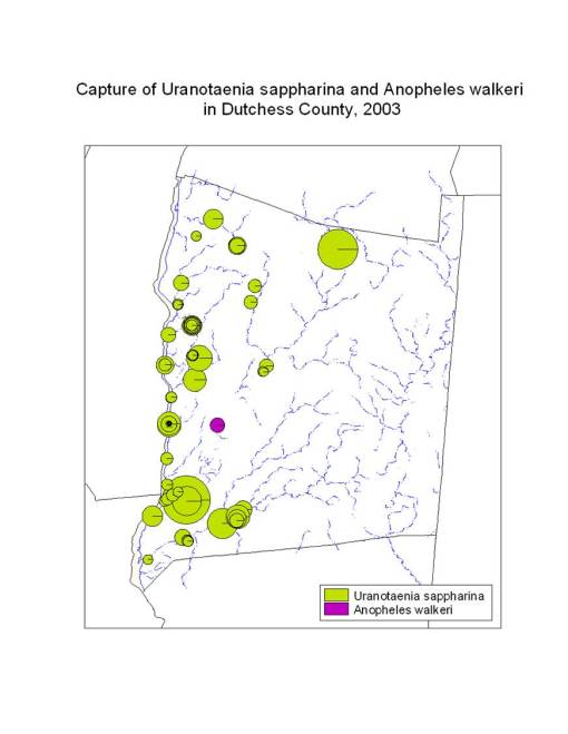 Uranotaenia and Anopheles species