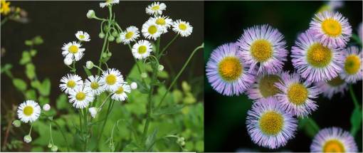 erigeron