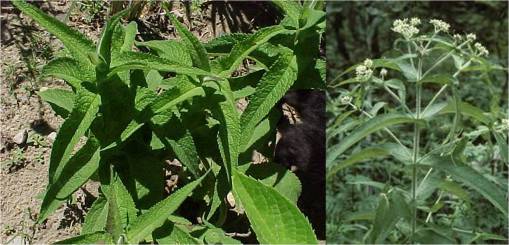 eupatorium-perfoliatum