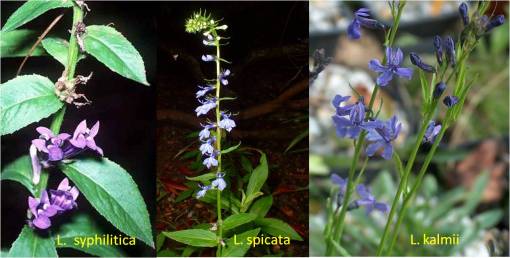 Lobelia_3spp