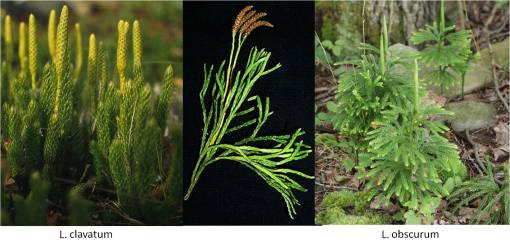 Lycopodium