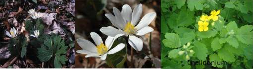 Sanguinaria_Chelidonium