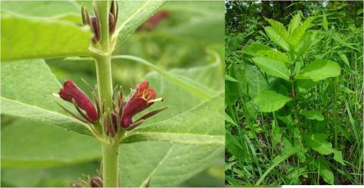 triosteum_perfoliatum