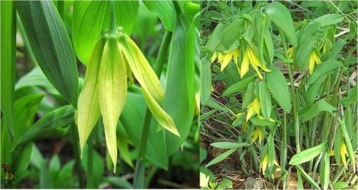 uvularia