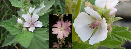althaea