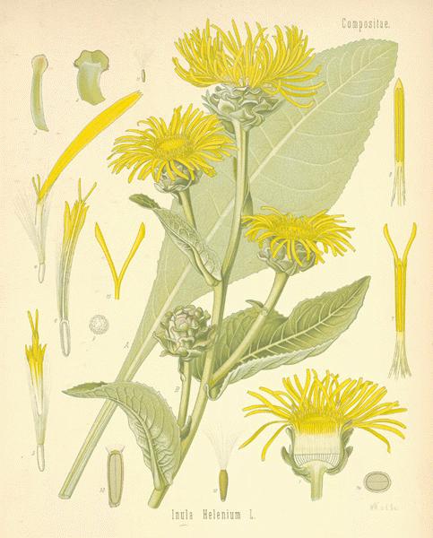 elecampane_Inula_helenium