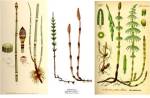 equisetum