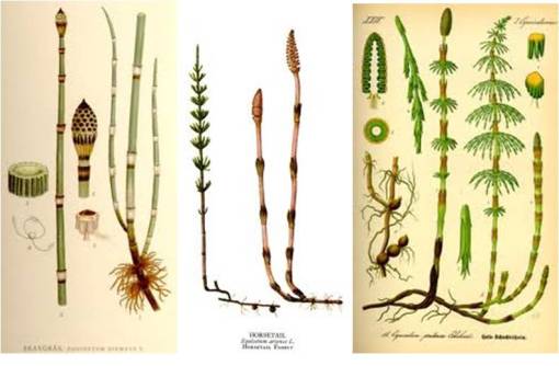 equisetum
