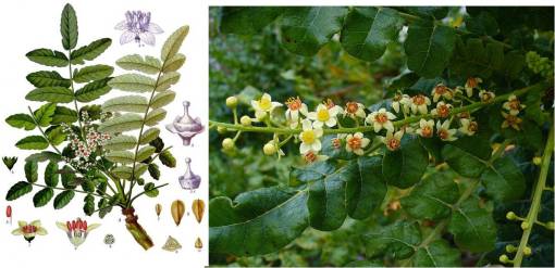 frankincense