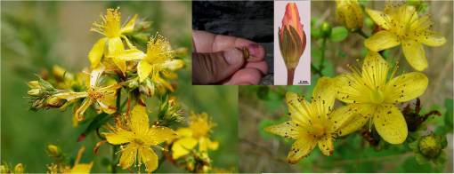 hypericum