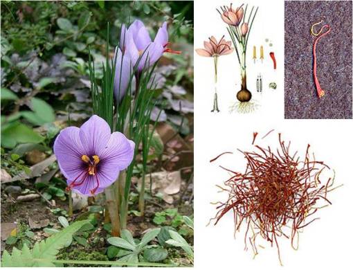 saffron