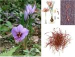 saffron