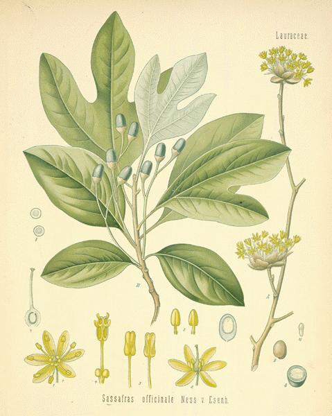 sassafras_officinalis