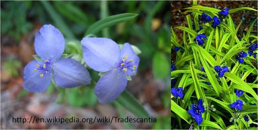 tradescantia