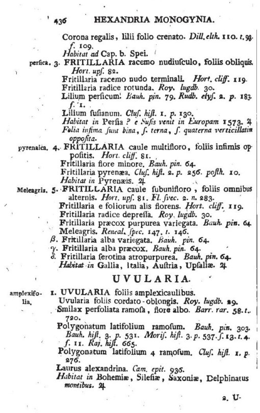 11_Uvularia_amplexifolia_a