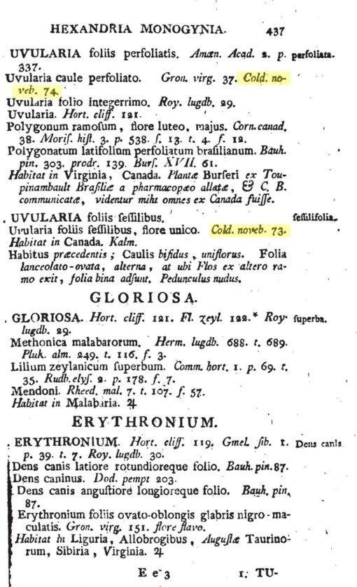 11_Uvularia_amplexifolia_b