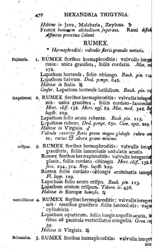 13_Rumex_brittanica_a