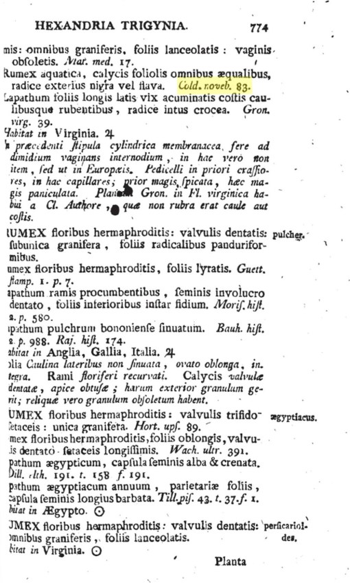 13_Rumex_brittanica_b