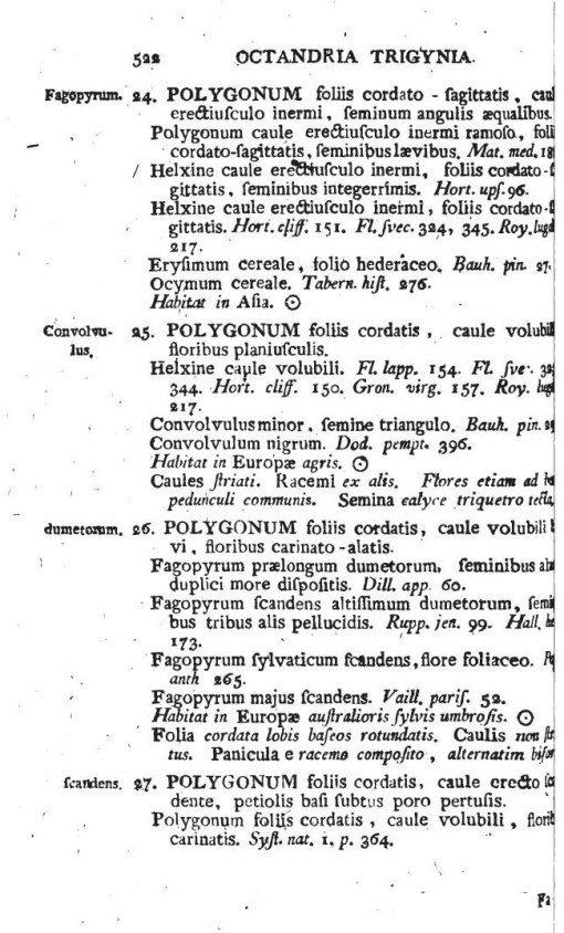 14_Fagopyrum_scandens_a