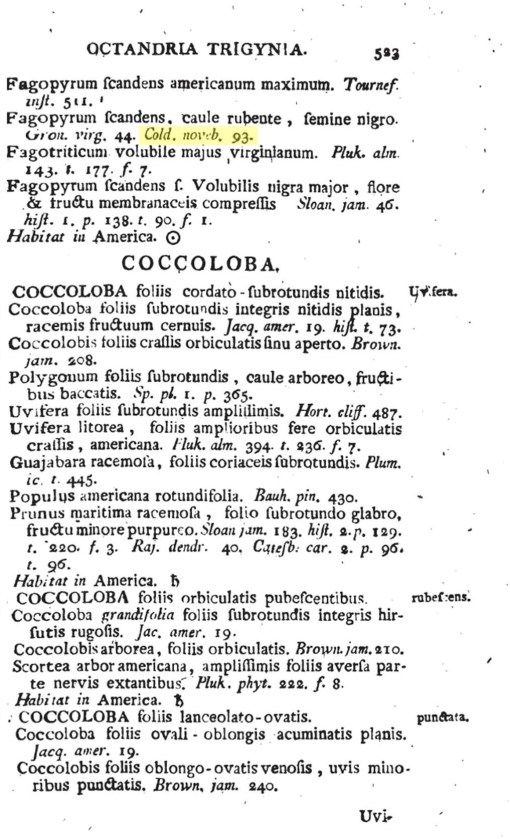 14_Fagopyrum_scandens_b