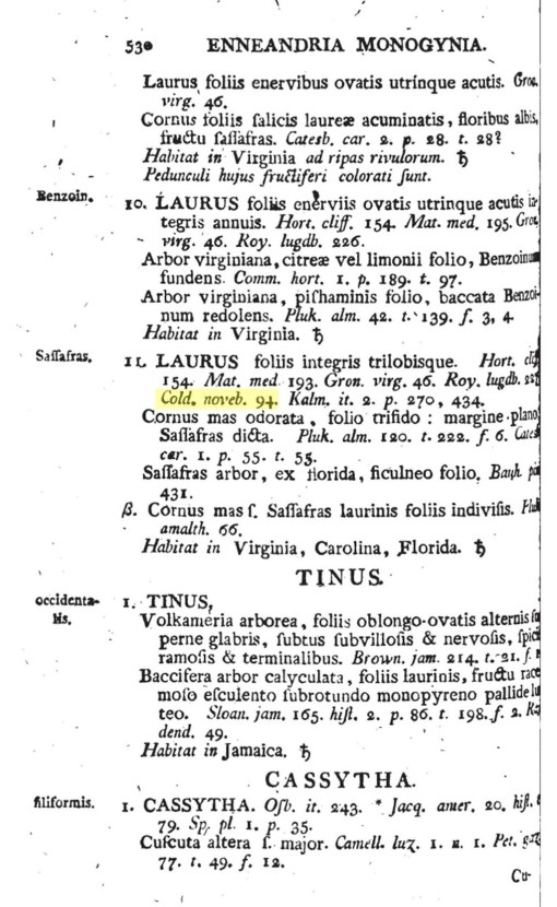 15_Sassafras(Laurus)
