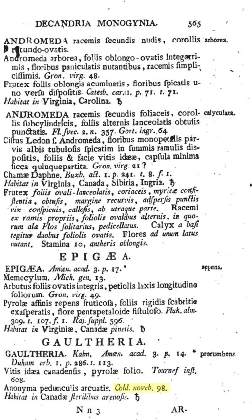 17_Gaultheria(Anonyma2)