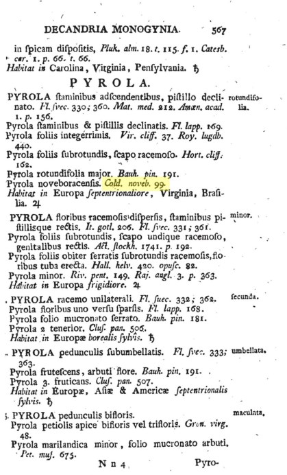 19_Pyrola_rotundifolia