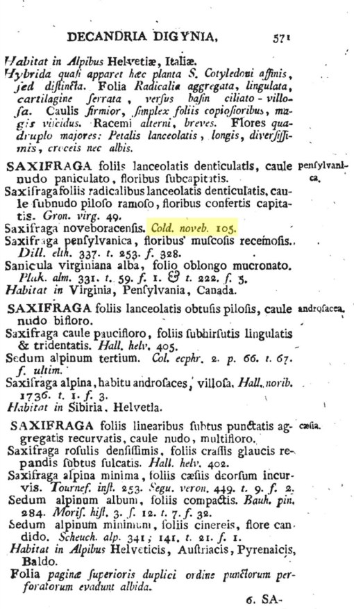 20_Saxifraga_pennsylvanica