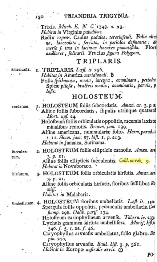 8_Holosteum_succulentum