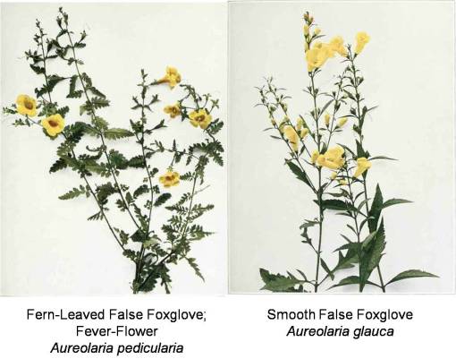 bot_2Aureolaria_FalseFoxglove