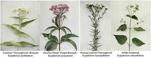 bot_4Eupatorium