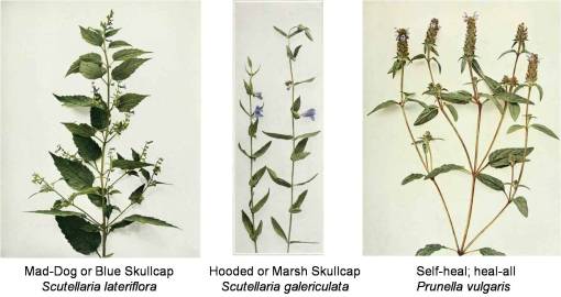 bot_Prunella_Scutellaria_