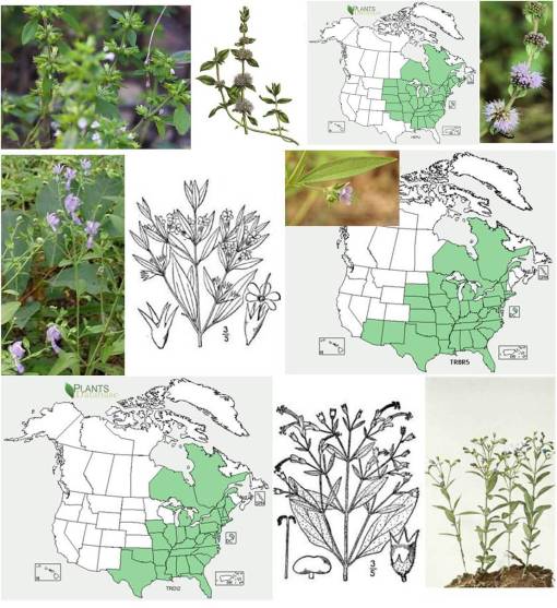 bot_tradproyal_AmerFalseProyal_BastardPRoyal