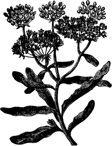 PleurisyRoot_AsclepiasTuberosa