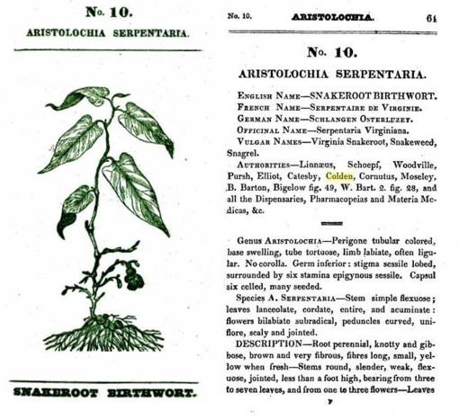 Aristolochia_p61