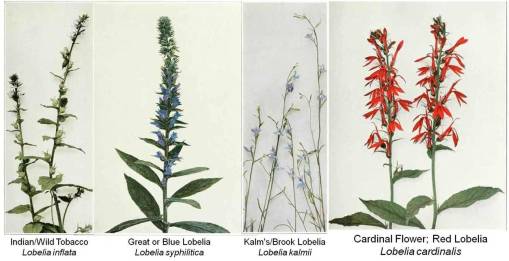 bot_4Lobeliaspp