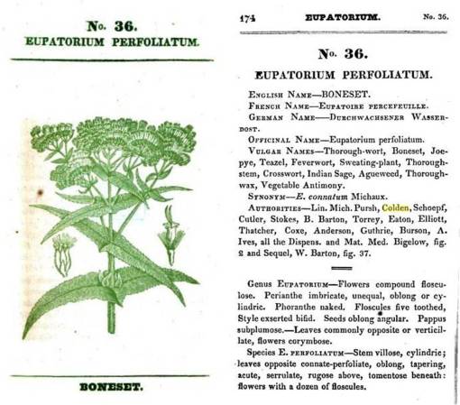 Eupatorium_173-174