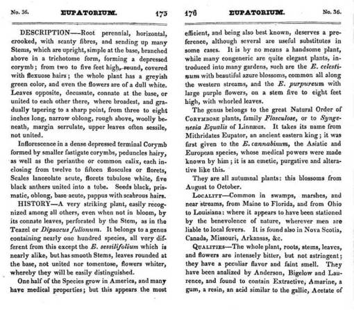 Eupatorium_175-176