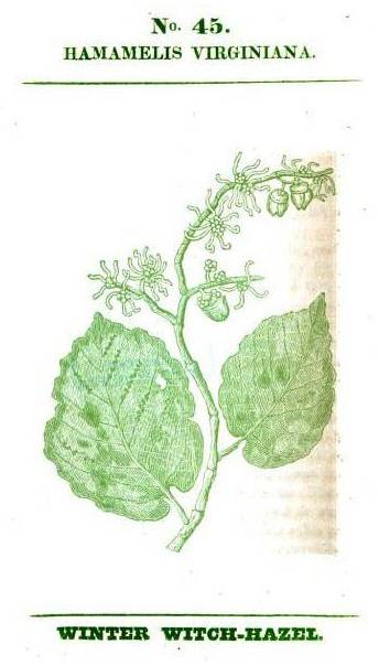Hamamaelis_