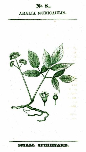 Rafinesque_Aralia_no8_picture