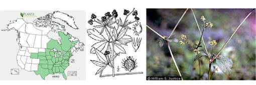 Sanicula_CanadBlkSnakeroot