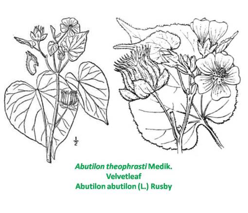 Abutilontheophrasti2